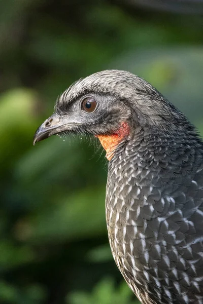 Bellissimo Uccello Tropicale Nero Con Gola Rossa Sulla Verde Foresta — Foto Stock