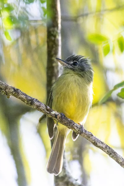 Прекрасний Жовтий Тропічний Птах Зеленому Гілці Тропічних Лісів Атлантичного Тропічного — стокове фото
