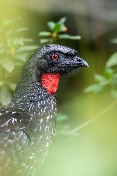 Bellissimo Uccello Tropicale Nero Con Gola Rossa Sulla Verde Foresta — Foto Stock