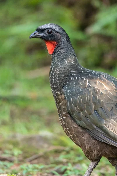 Vacker Svart Tropisk Fågel Med Röd Hals Grön Atlantregnskog Serrinha — Stockfoto