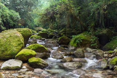 Güzel Atlantik yağmur ormanı nehri vahşi yeşil arazide akan su, Serrinha do Alambari, Serra da Mantiqueira, Rio de Janeiro, Brezilya