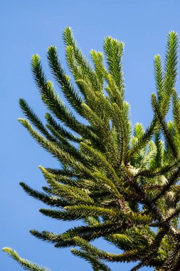 Serrinha do Alambari Ekolojik Rezervi 'ndeki Atlantik yağmur ormanlarındaki güzel Araucaria Çam Ağacı yaprağı detayları, Rio de Janeiro, Brezilya
