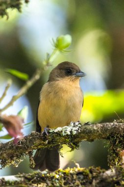 Brezilya 'nın Rio de Janeiro dağlarındaki Serrinha Ekolojik Rezervi, ağaç dalındaki güzel kahverengi yağmur ormanı kuşu.