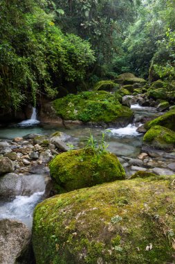 Güzel Atlantik yağmur ormanı nehri vahşi yeşil arazide akan su, Serrinha do Alambari, Serra da Mantiqueira, Rio de Janeiro, Brezilya