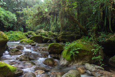 Güzel Atlantik yağmur ormanı nehri vahşi yeşil arazide akan su, Serrinha do Alambari, Serra da Mantiqueira, Rio de Janeiro, Brezilya