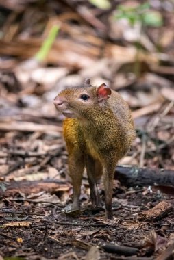 Yağmur ormanlarındaki Agouti kemirgenine güzel bir manzara, Lage Park, Tijuca Ormanı, Rio de Janeiro, Brezilya