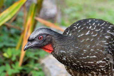 Brezilya 'nın Rio de Janeiro dağlarındaki Serrinha Ekolojik Rezervi, yağmur ormanlarındaki büyük siyah kuşa yakın çekim