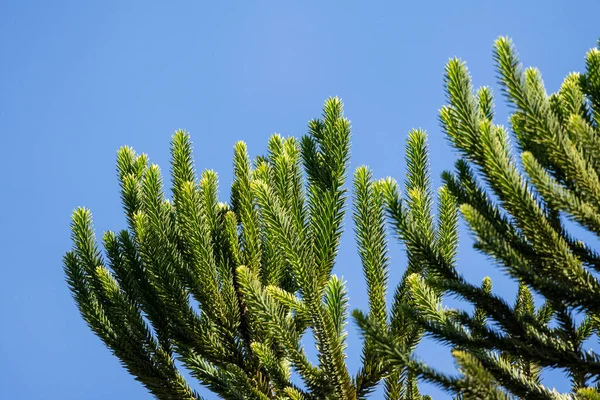 Hermosa Hoja Pino Araucaria Detalle Selva Atlántica Reserva Ecológica Serrinha — Foto de Stock