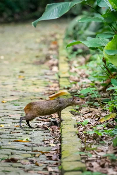 Beautiful View Agouti Small Ground Rodent Crossing Street Paved Stones — Stock Photo, Image