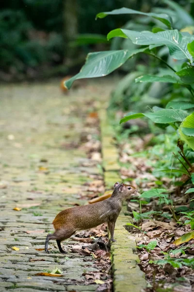 Beautiful View Agouti Small Ground Rodent Crossing Street Paved Stones — Stock Photo, Image