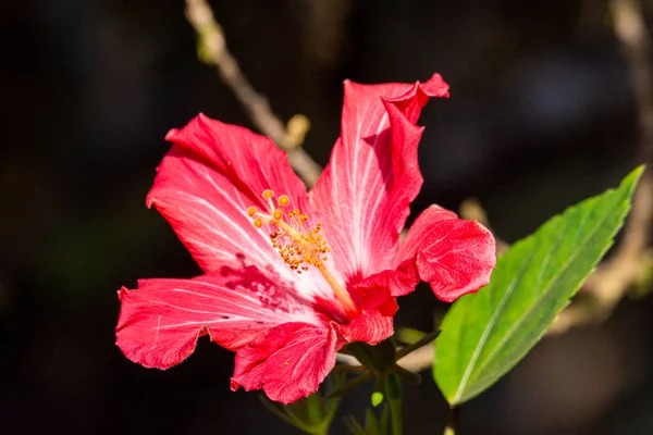 Hermosa Flor Hibisco Rosa Vegetación Selva Tropical Atlántica Reserva Ecológica — Foto de Stock