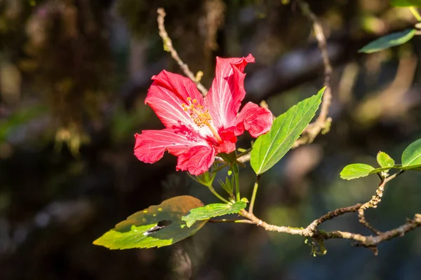 Hermosa Flor Hibisco Rosa Vegetación Selva Tropical Atlántica Reserva Ecológica — Foto de Stock