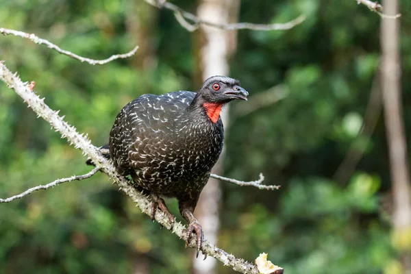 Grande Uccello Nero Cima Ramo Dell Albero Della Foresta Pluviale — Foto Stock