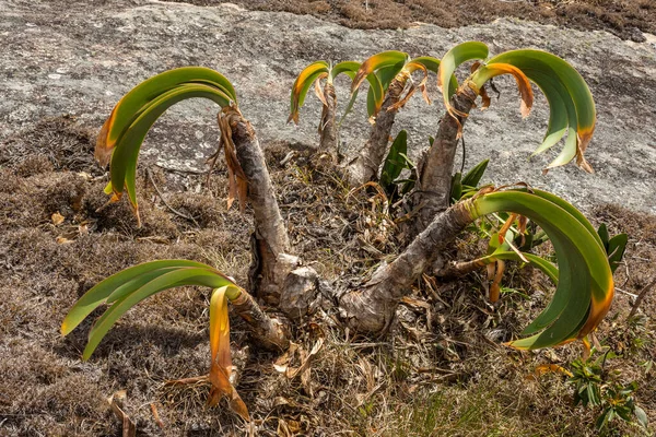 Hermosa Vista Planta Endémica Las Montañas Selva Verde Cerca Río — Foto de Stock