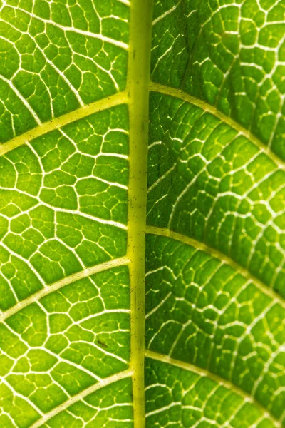 Hermoso Macro Detalle Hoja Planta Verde Selva Tropical Serrinha Alambari —  Fotos de Stock