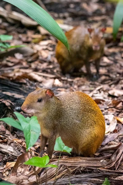 Beautiful View Couple Agouti Rodents Rainforest Ground Lage Park Tijuca — Stock Photo, Image