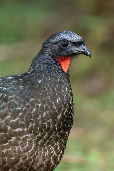 Κοντινό Πλάνο Του Μεγάλου Μαύρου Πουλιού Στο Τροπικό Δάσος Serrinha — Φωτογραφία Αρχείου