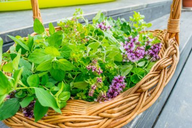 kekik (mercanköşk) hasır sepet