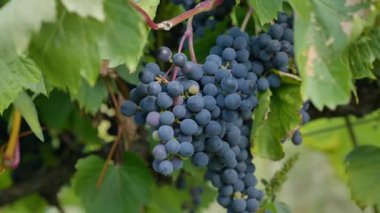 Üzüm, Olgun Kara Üzüm Salkımları Sunlit Sonbaharı, Prens Edward Adası, Kanada