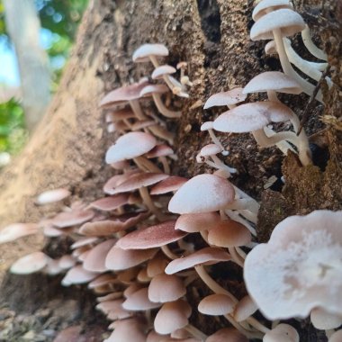 Avluda yabani mantarlar