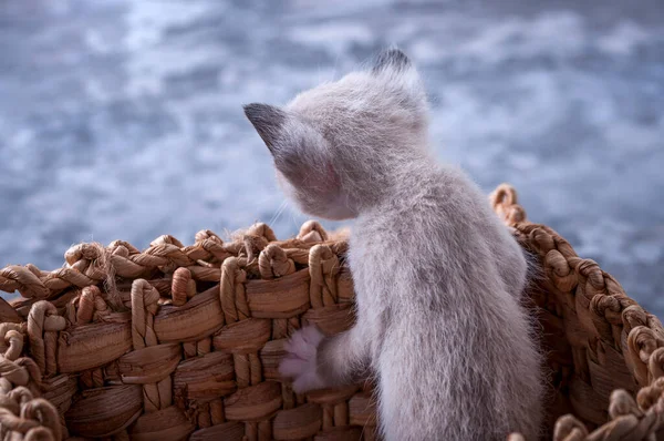 Lovely, lovely animal. Lovely, lovely animal. Little kitten. Cute kitten. Little kitten in a basket