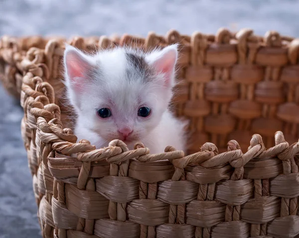 Lovely, lovely animal. Lovely, lovely animal. Little kitten. Cute kitten. Little kitten in a basket
