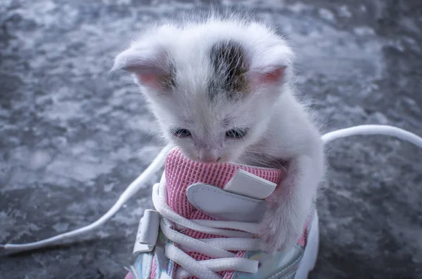 Liten Kattunge Klättrade Damernas Rosa Skor — Stockfoto