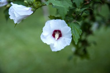 Hibiscus Suriye veya Çin gülü, Malvaceae ailesinin çiçekleri. Malvaceae ailesi. Çiçekli çalı çiçekleri.