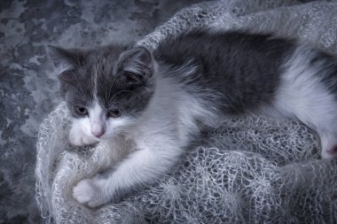 Küçük şakacı kedi yavrusu. Şirin, tüylü bir hayvan, ailenin gözdesi. Yavru kedi yumuşak bir eşarbın üzerinde yatıyor..