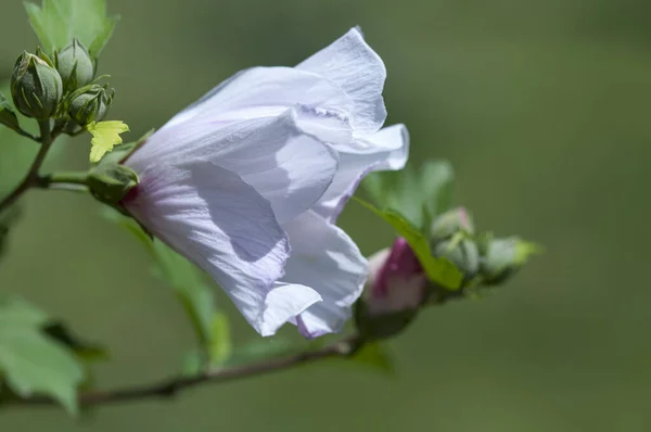 Hibišek Syrská Nebo Čínská Růže Květy Čeledi Malvaceae Rodina Malvaceae — Stock fotografie
