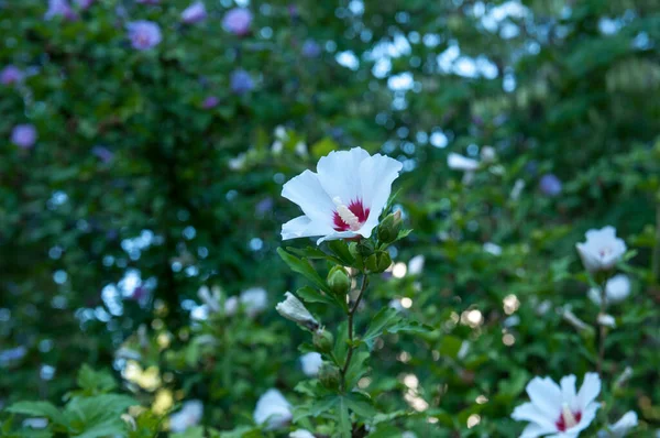 Hibišek Syrská Nebo Čínská Růže Květy Čeledi Malvaceae Rodina Malvaceae — Stock fotografie