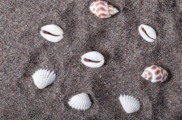 Ракушки Лежащие Песке Рисунок Раковин Летнее Время Пляж Песок Отдых — стоковое фото