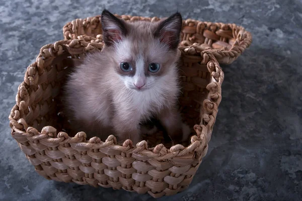 Lilla Lekfulla Kattunge Söta Fluffiga Husdjur Favorit Familjen Kattungen Sitter — Stockfoto