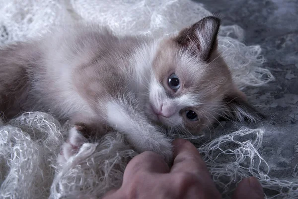 Lilla Lekfulla Kattunge Söta Fluffiga Husdjur Favorit Familjen Kattungen Ligger — Stockfoto