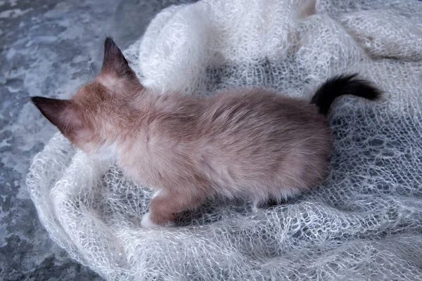 Little playful kitten. Cute, fluffy pet, a favorite of the family. The kitten lies on a downy, soft scarf.