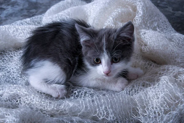 Lilla Lekfulla Kattunge Söta Fluffiga Husdjur Favorit Familjen Kattungen Ligger — Stockfoto