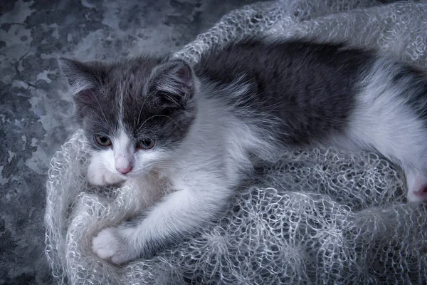 Lilla Lekfulla Kattunge Söta Fluffiga Husdjur Favorit Familjen Kattungen Ligger — Stockfoto