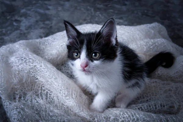 Lilla Lekfulla Kattunge Söta Fluffiga Husdjur Favorit Familjen Kattungen Ligger — Stockfoto