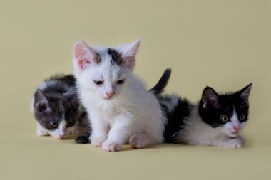 Kedi yavrularının yakın plan portresi. Sarı arka planda çekilen güzel hayvanlar. Sevimli çocuklar. Siyah beyaz kedicikler