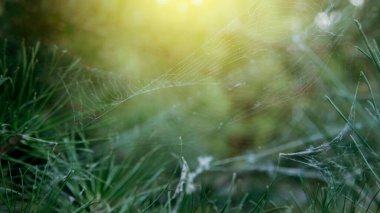 Ladin dallarındaki bir örümcek tarafından örülmüş örümcek ağı. Ladin dalları bir örümceğin ağına dolanmış. Arka plan bulanık. Arkaplan