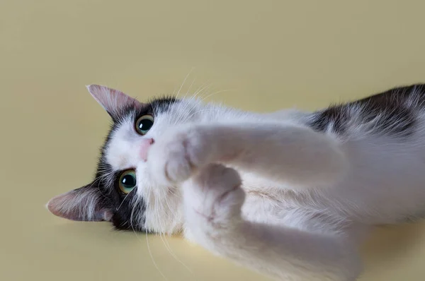 Bir Kedinin Yakın Plan Portresi Sarı Arka Planda Güzel Bir — Stok fotoğraf