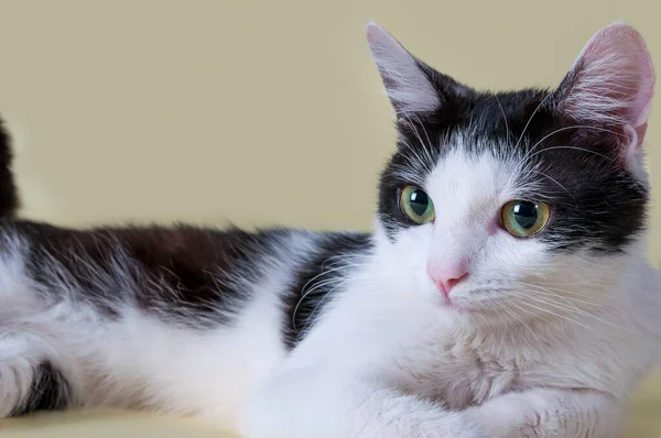 Närbild Porträtt Katt Vacker Djur Skott Mot Gul Bakgrund — Stockfoto