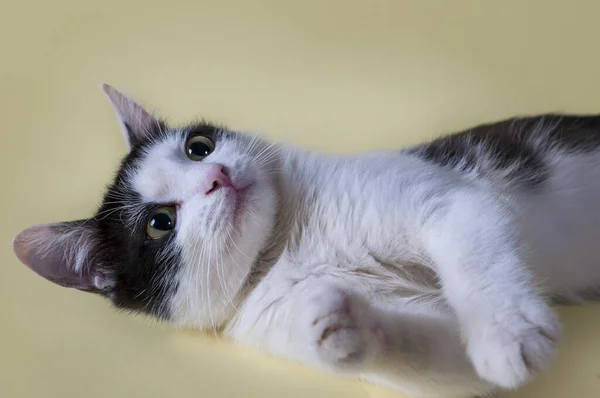 Närbild Porträtt Katt Vacker Djur Skott Mot Gul Bakgrund — Stockfoto