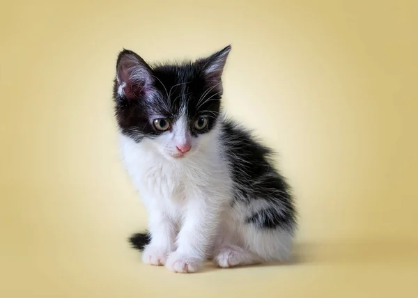 Bir Kedi Yavrusunun Yakın Plan Portresi Sarı Arka Planda Güzel — Stok fotoğraf