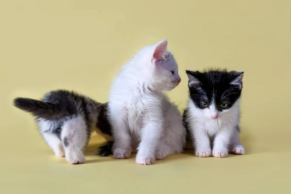 Närbild Kattungar Vackra Djur Skjutna Gul Bakgrund Underbara Barn Svartvita — Stockfoto