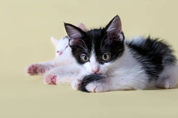 Kedi Yavrularının Yakın Plan Portresi Sarı Arka Planda Çekilen Güzel — Stok fotoğraf