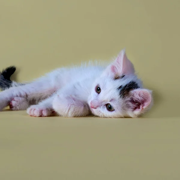 Närbild Kattunge Ett Vackert Djur Som Sköts Mot Gul Bakgrund — Stockfoto