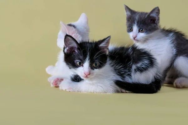 Kedi Yavrularının Yakın Plan Portresi Sarı Arka Planda Çekilen Güzel — Stok fotoğraf