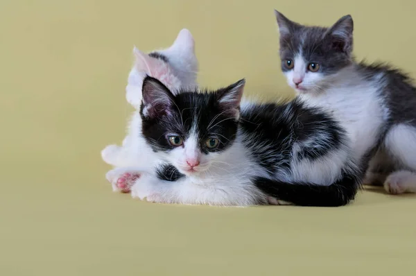 Närbild Kattungar Vackra Djur Skjutna Gul Bakgrund Underbara Barn Svartvita — Stockfoto