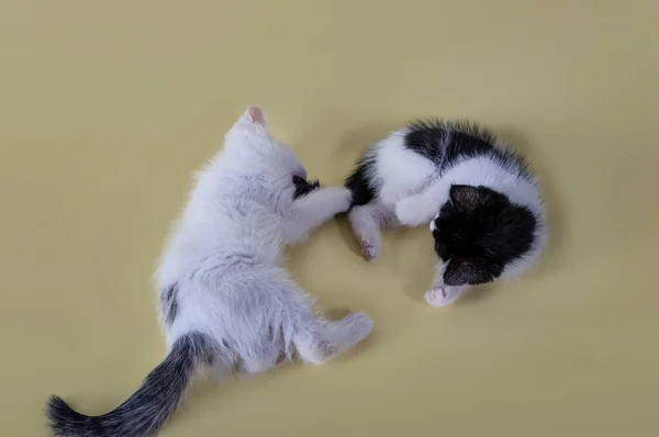 Kedi Yavrularının Yakın Plan Portresi Sarı Arka Planda Çekilen Güzel — Stok fotoğraf